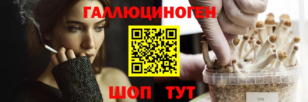 Галлюциногенные грибы Psilocybe  Вход с VPN  магазин продажи наркотиков  Татарск 